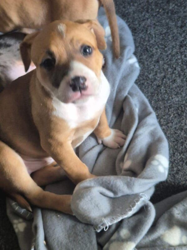 Pocket bully x staffy for sale in Washington, Tyne and Wear | Image 3