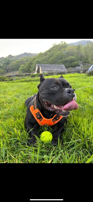 American Bulldog puppies for sale in Up Holland, Lancashire – 4 years old