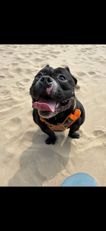 American Bulldog puppies for sale in Up Holland, Lancashire – 4 years old - Image 2 of 3