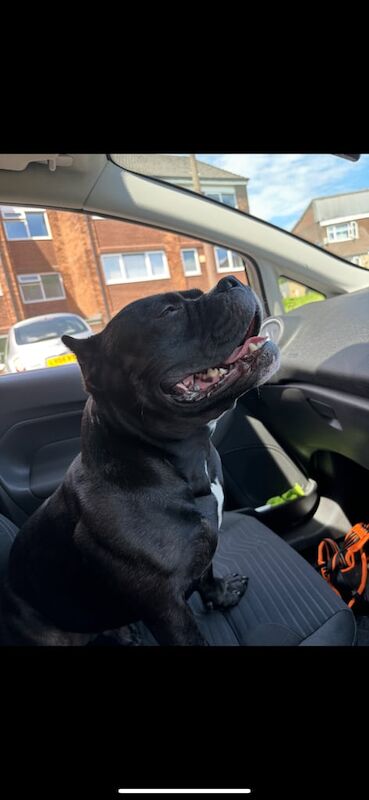 American Bulldog puppies for sale in Up Holland, Lancashire – 4 years old - Image 3 of 3
