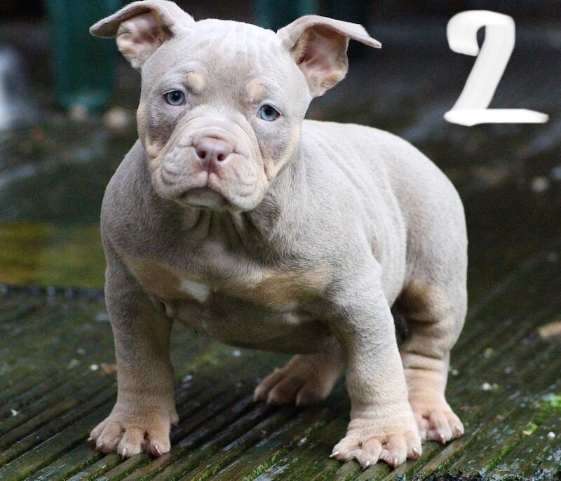 Pocket bullys for sale in Dudley, West Midlands | Image 2