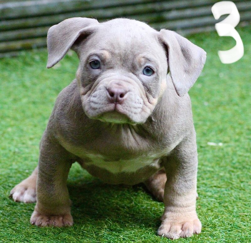 Pocket bullys for sale in Dudley, West Midlands | Image 3