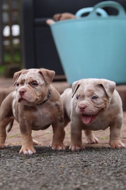 Pocket bullys for sale in Falkirk, Stirling and Falkirk