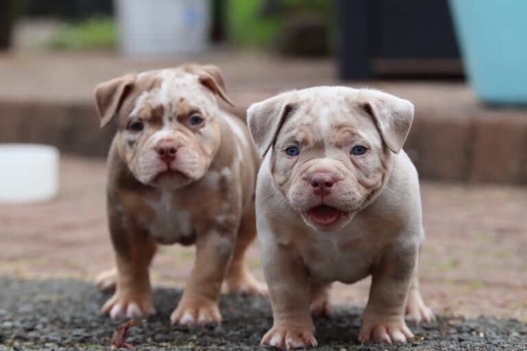 Pocket bullys for sale in Falkirk, Stirling and Falkirk | Image 2