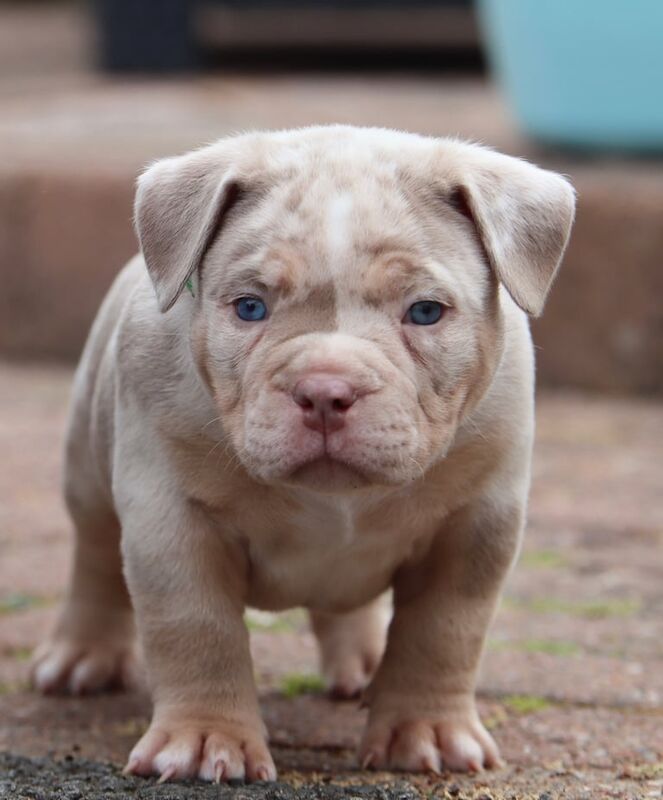 Pocket bullys for sale in Falkirk, Stirling and Falkirk | Image 3
