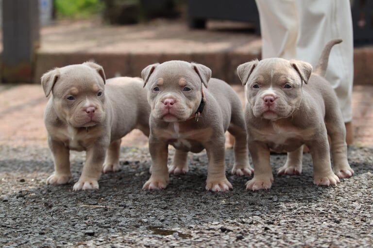 Pocket Bullys for sale in Falkirk, Stirling and Falkirk