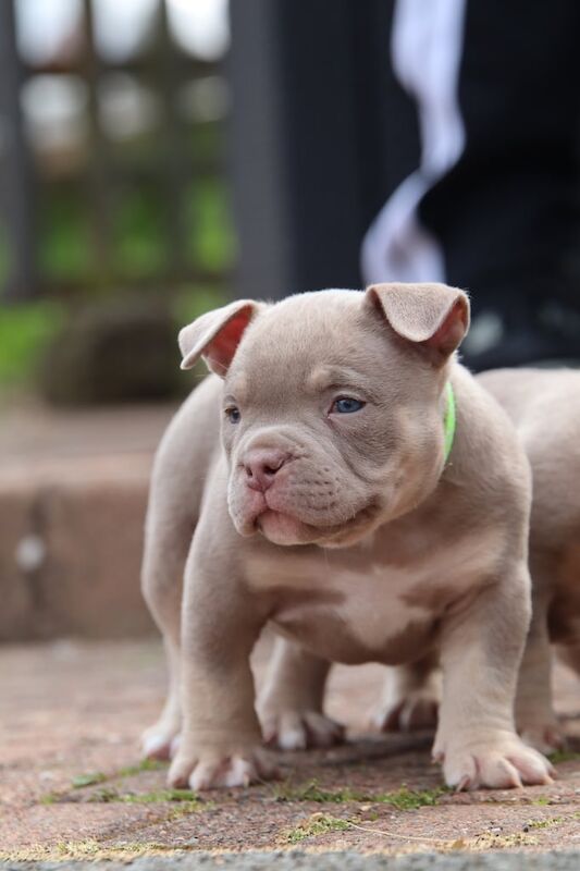 Pocket Bullys for sale in Falkirk, Stirling and Falkirk | Image 2