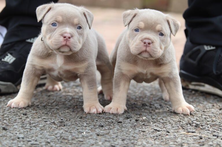 Pocket Bullys for sale in Falkirk, Stirling and Falkirk | Image 3