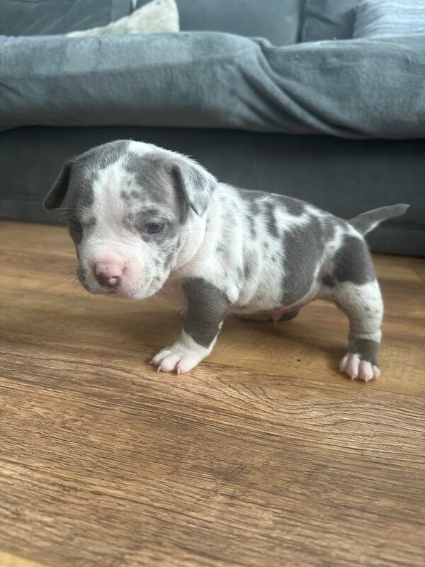 American Bulldog puppies for sale in Havant, Hampshire – KC registered, 4 weeks old