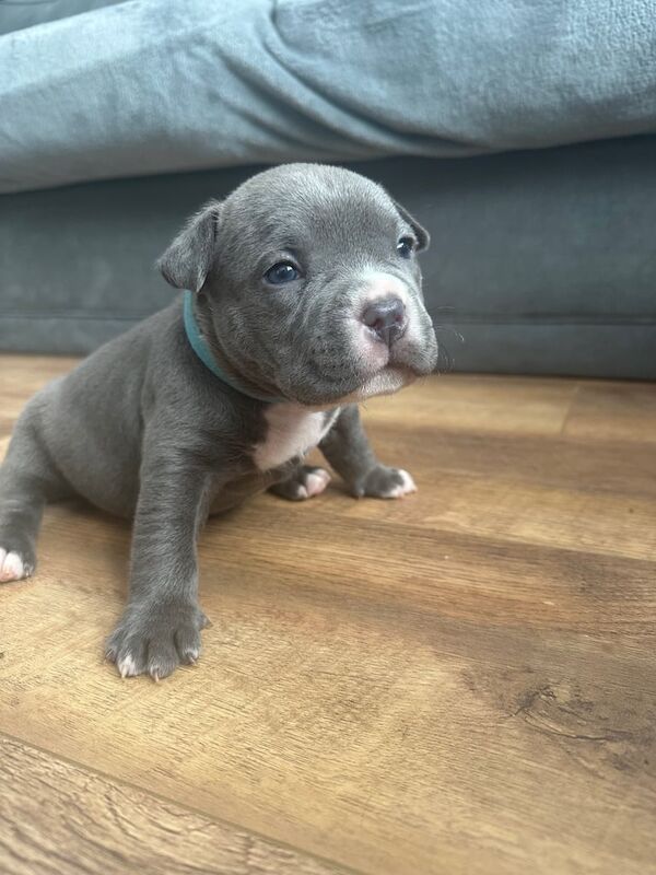 American Bulldog puppies for sale in Havant, Hampshire – KC registered, 4 weeks old - Image 2 of 3