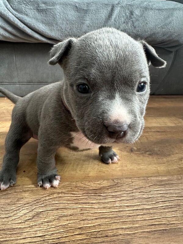 American Bulldog puppies for sale in Havant, Hampshire – KC registered, 4 weeks old - Image 3 of 3