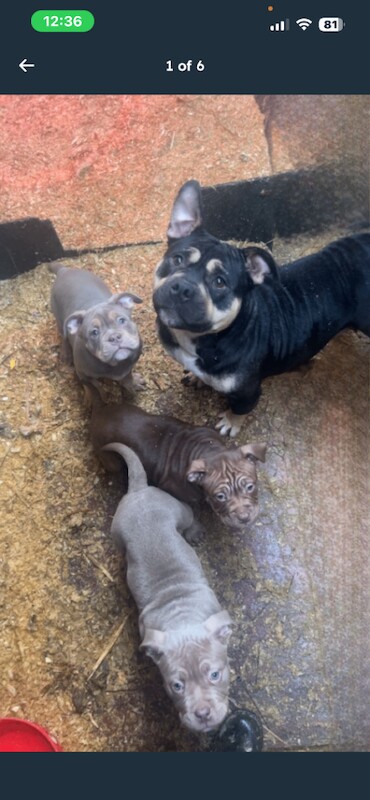 American Bulldog puppies for sale in Caledon, County Tyrone – 8 weeks old