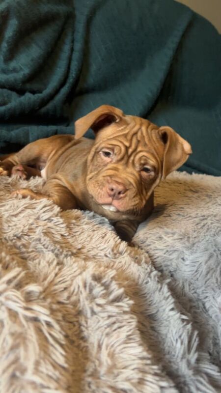 American Bulldog puppies for sale in Caledon, County Tyrone – 8 weeks old - Image 3 of 5