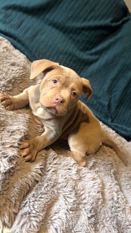 American Bulldog puppies for sale in Caledon, County Tyrone – 8 weeks old - Image 5 of 5