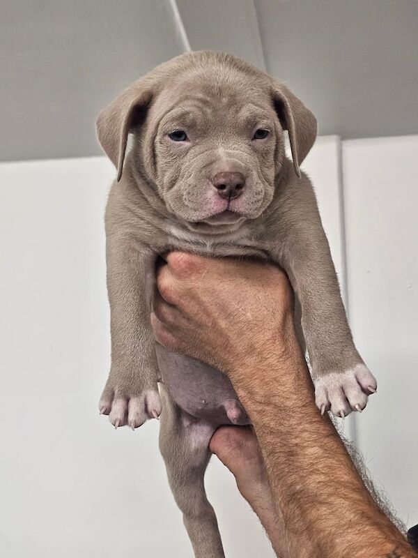 American Bulldog puppies for sale in Stourbridge, West Midlands – KC registered, 7 weeks old