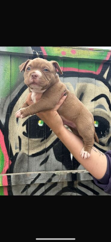 Pocket bully's for sale in Ruislip, Greater London