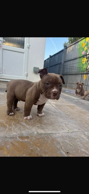 Pocket bully's for sale in Ruislip, Greater London | Image 2