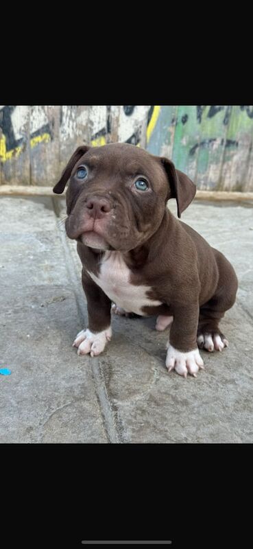 Pocket bully's for sale in Ruislip, Greater London | Image 3