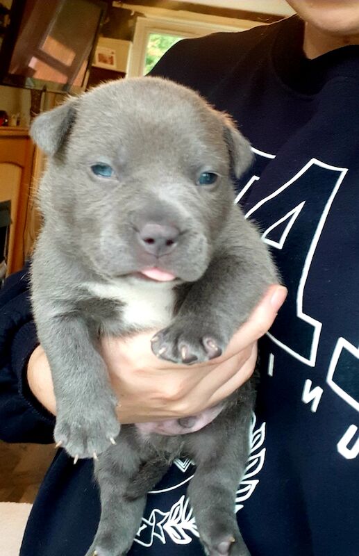 Male American Bully Cross Dogs And Puppies For Sale