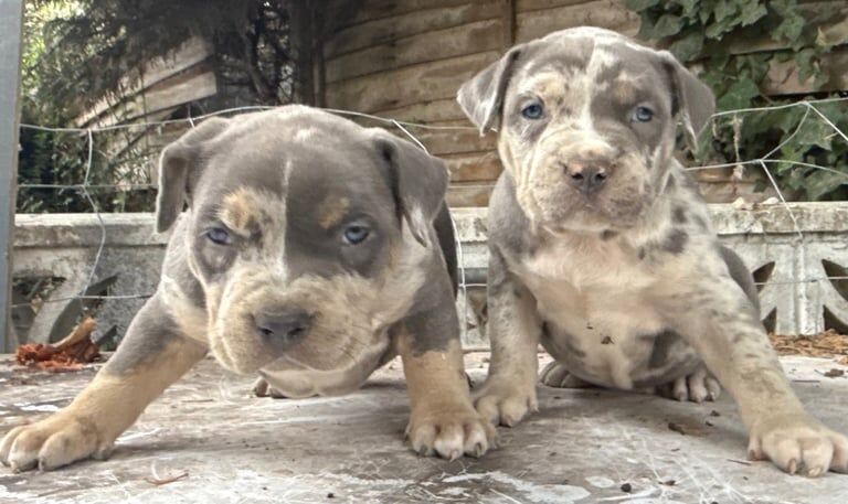 American Bulldog puppies for sale in Wraysbury, Berkshire – KC registered, 7 weeks old