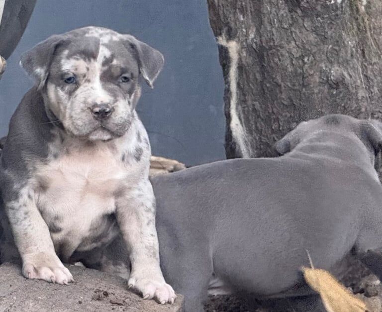 American Bulldog puppies for sale in Wraysbury, Berkshire – KC registered, 7 weeks old - Image 2 of 3