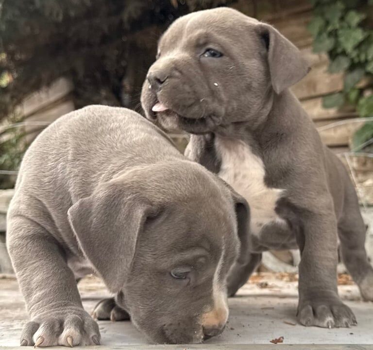 American Bulldog puppies for sale in Wraysbury, Berkshire – KC registered, 7 weeks old - Image 3 of 3