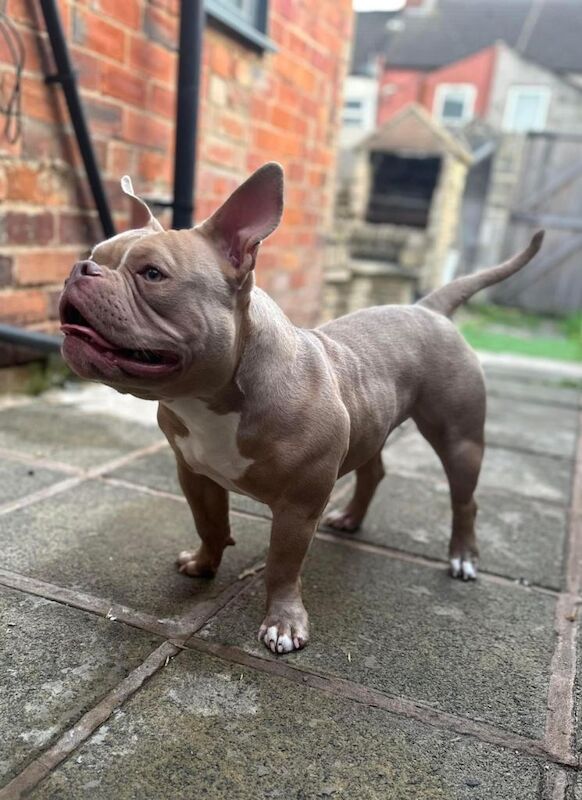 American Bulldog Puppies For Sale Under £1,000