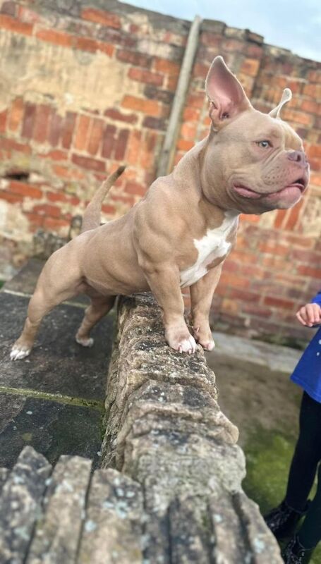 Pocket/micro American Bully - Image 2 of 4