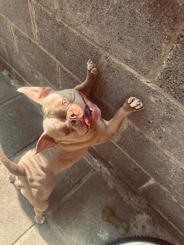 Pocket/micro American Bully - Image 3 of 4