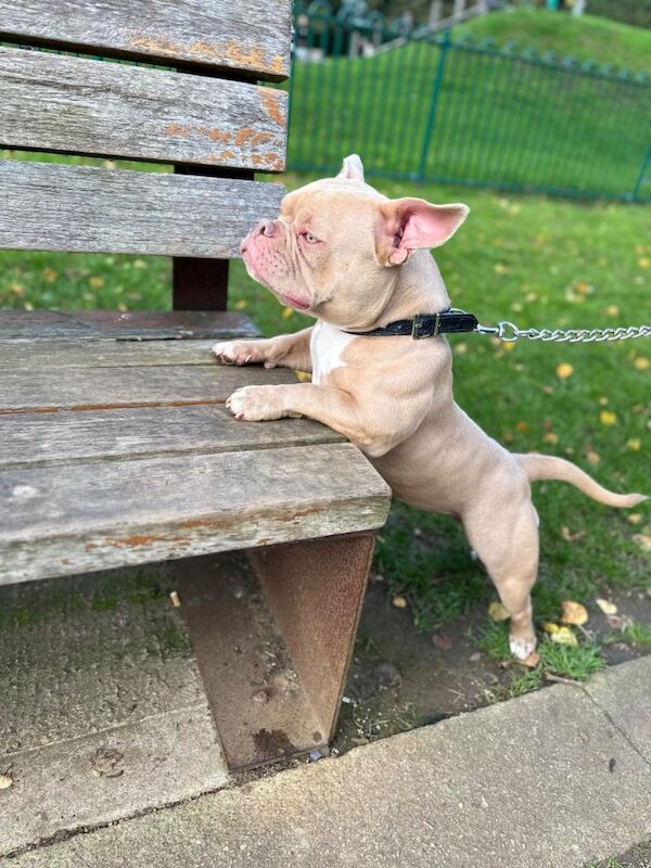 Pocket/micro American Bully - Image 4 of 4