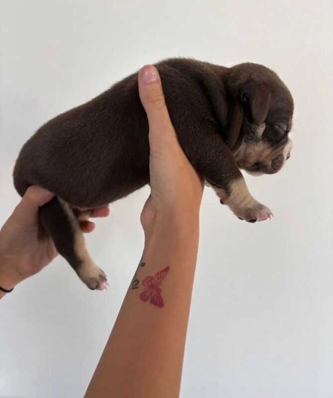 Pocket / micro bullies Akbc registered