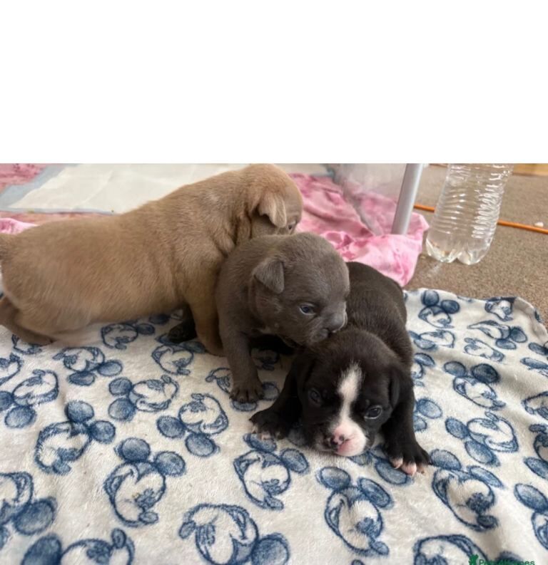 Pocket / micro bullies Akbc registered - Image 3 of 6