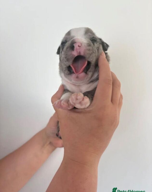 Pocket / micro bullies Akbc registered - Image 4 of 6