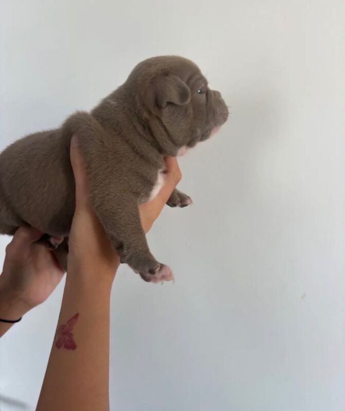 Pocket / micro bullies Akbc registered - Image 5 of 6