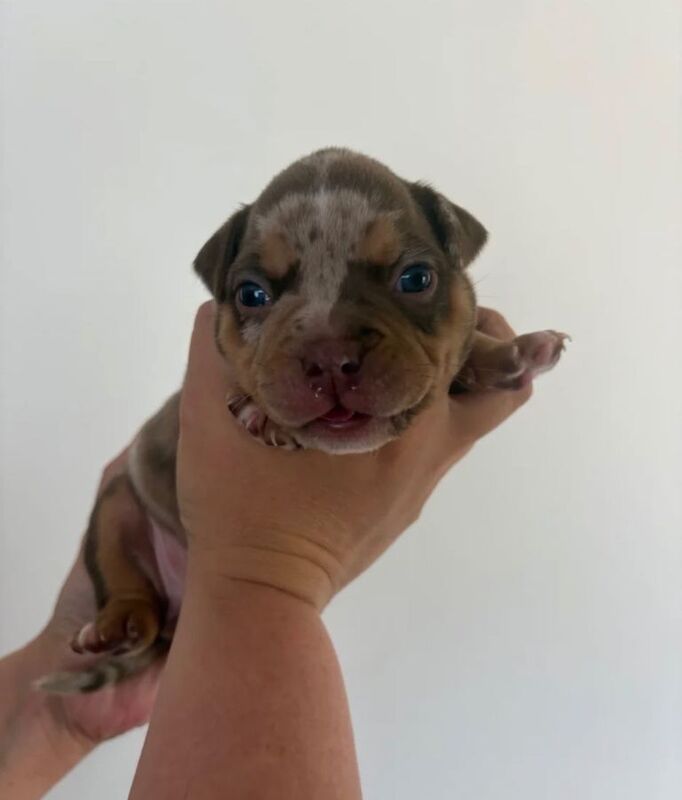 Pocket / micro bullies Akbc registered - Image 6 of 6