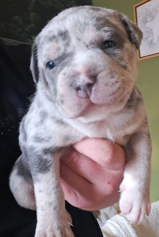 American Bulldog puppies for sale in Dumbarton, Dunbartonshire – 5 weeks old