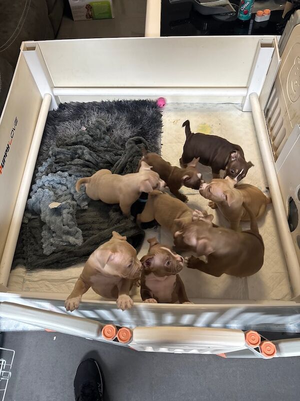 American Bulldog puppies for sale in Wishaw, Lanarkshire – KC registered, 11 weeks old