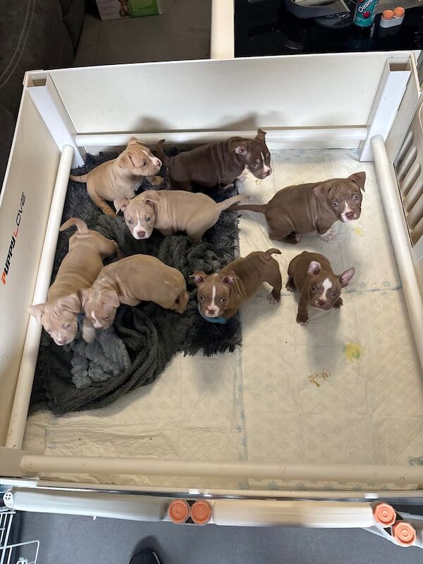 American Bulldog puppies for sale in Wishaw, Lanarkshire – KC registered, 11 weeks old - Image 2 of 3