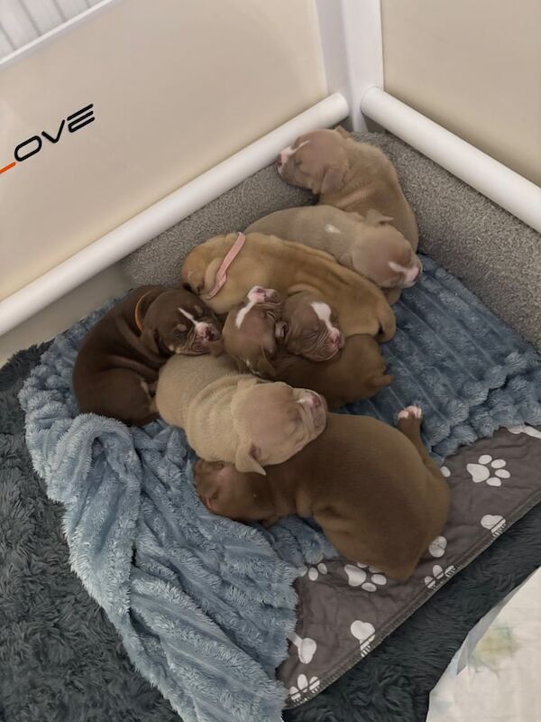 American Bulldog puppies for sale in Wishaw, Lanarkshire – KC registered, 11 weeks old - Image 3 of 3