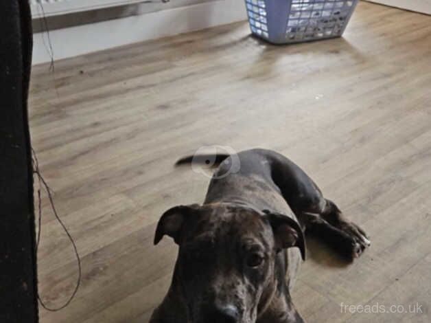 American Bulldog puppies for sale in Loughborough, Leicestershire – 1 year old - Image 3 of 5