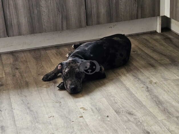 American Bulldog puppies for sale in Loughborough, Leicestershire – 1 year old - Image 4 of 5