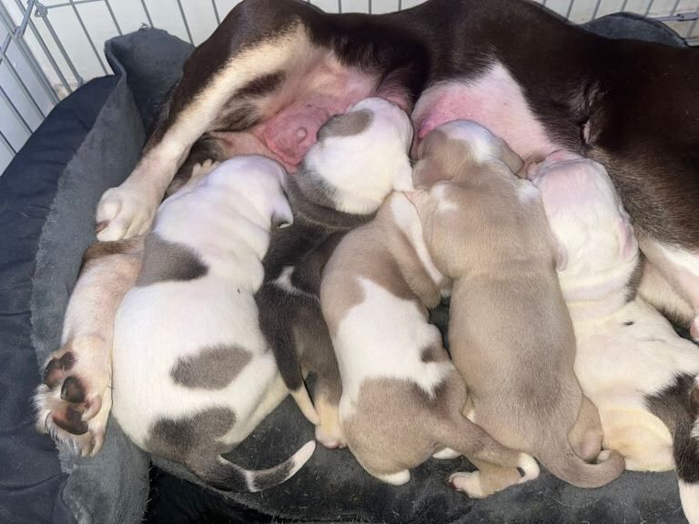 American Bulldog puppies for sale in Rochester, Kent – 7 weeks old