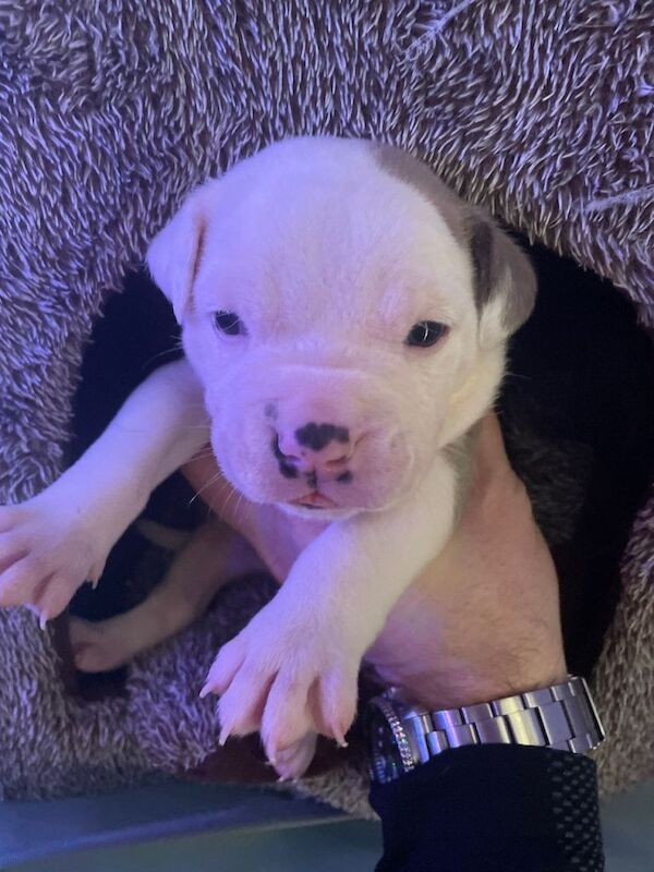 Puppies - Image 3 of 5