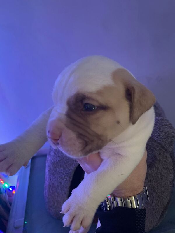 Puppies - Image 4 of 5