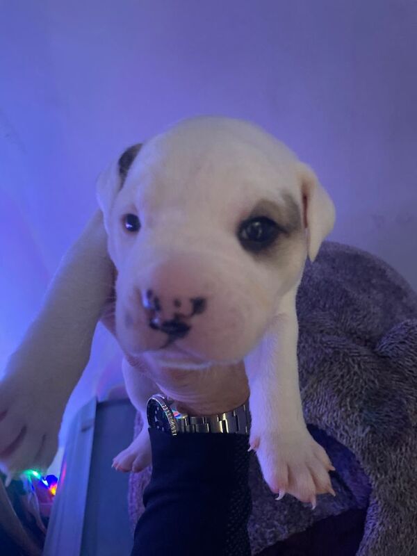 Puppies - Image 5 of 5