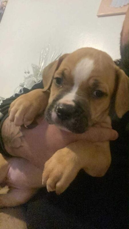 American Bulldog puppies for sale in Huddersfield, West Yorkshire – 9 weeks old