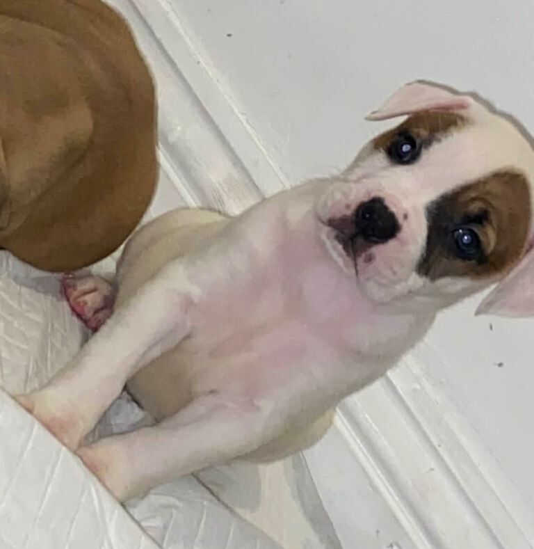 Puppies - Image 2 of 2