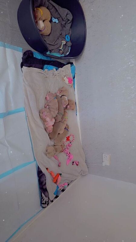 American Bulldog Puppies For Sale Under £1,000