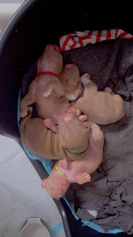 Puppies - Image 2 of 4