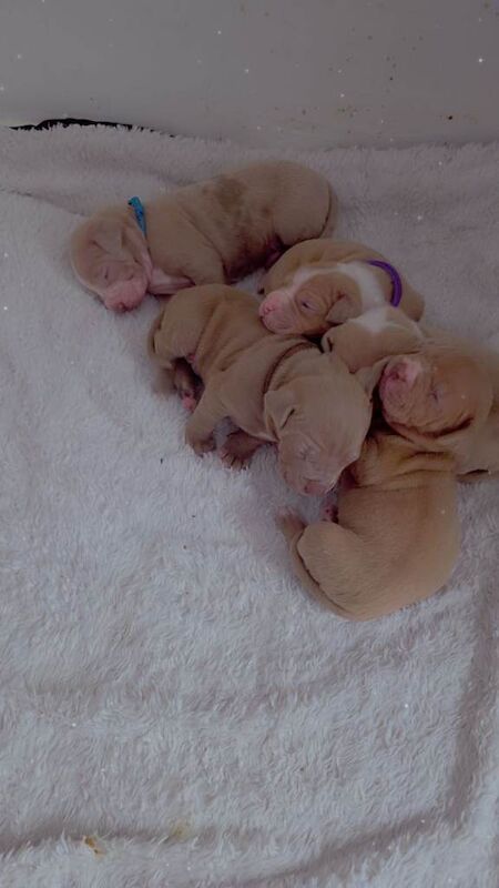 Puppies - Image 3 of 4